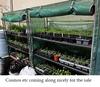 seedlings_2.jpg