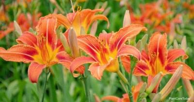 hemerocallis-flava-daylily-b-t1-min-600x315.jpg