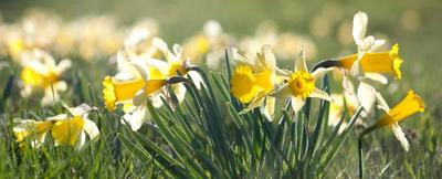 daffodils.jpg