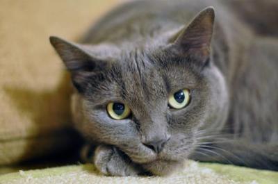 gray-cat-9.jpg