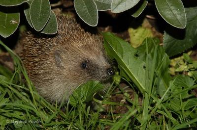 hedgehogphotospowles.jpg
