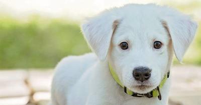 dog-pedigree.jpg