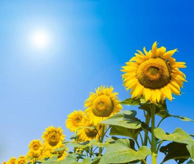 growing_sunflowers__better_business_.jpg
