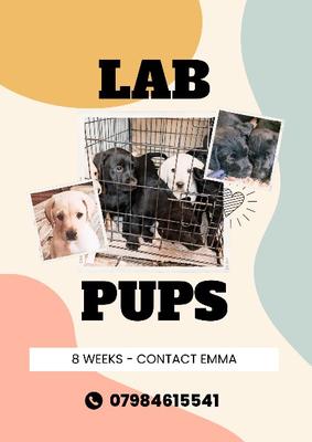 labrador_puppies-2.jpg