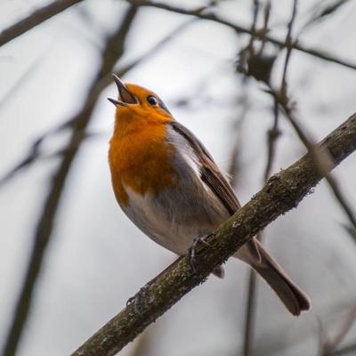 robin_singing.jpg