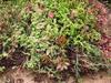 walkersedum2.jpg