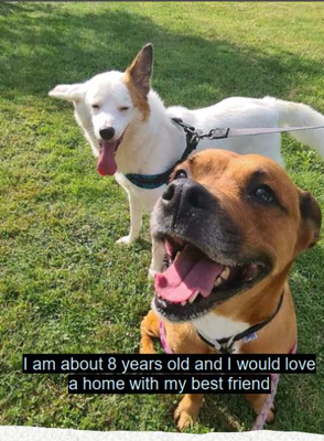 dogs4.png