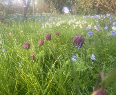 anemone_and_fritillary.png