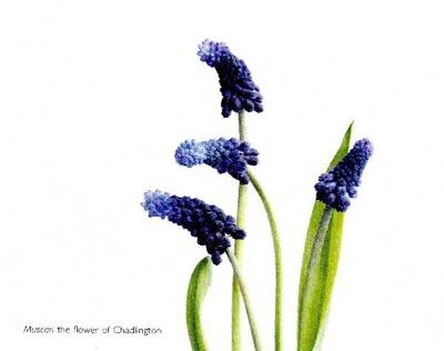 muscari-01.jpg